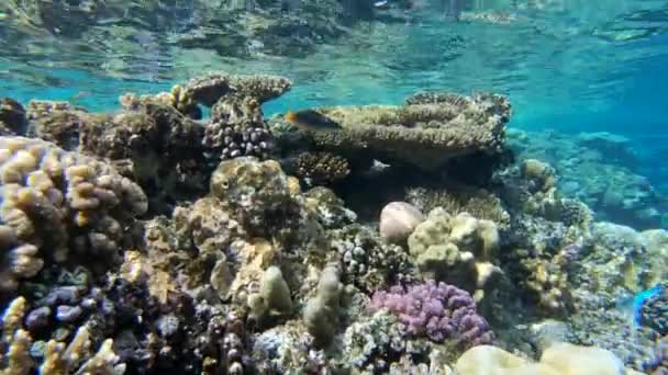 4k - hermoso arrecife de coral en el Mar Rojo con una gran cantidad de peces increíbles . — Vídeo de stock