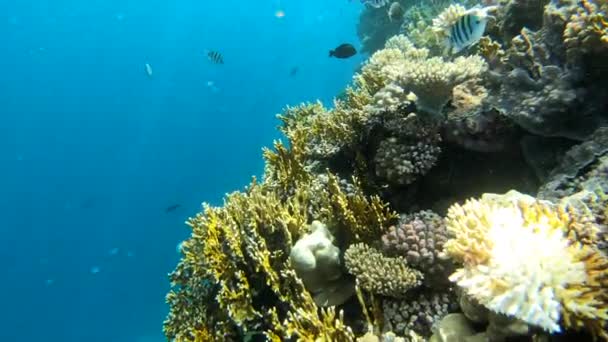 4k - belo recife de coral no Mar Vermelho com muitos peixes incríveis . — Vídeo de Stock