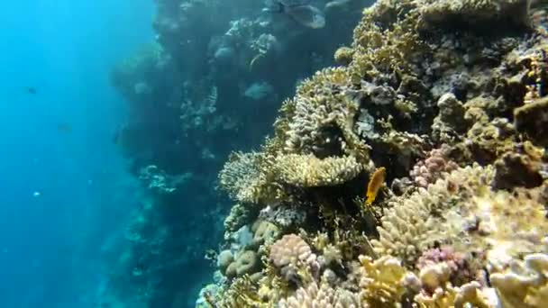 4k - belo recife de coral no Mar Vermelho com muitos peixes incríveis . — Vídeo de Stock