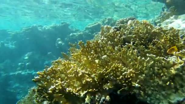 4k - magnifique récif corallien dans la mer Rouge avec beaucoup de poissons étonnants . — Video