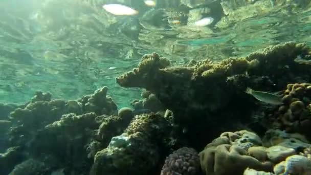 Increíble arrecife de coral en el mundo submarino - la acción en el Mar Rojo . — Vídeo de stock