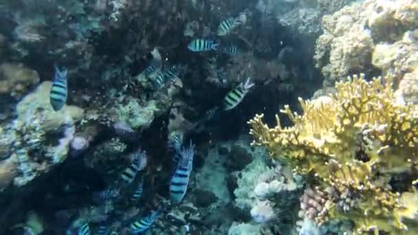 Recifes de corais incríveis no mundo subaquático - a ação no Mar Vermelho . — Vídeo de Stock