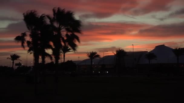 Silueta de la palmera en cámara lenta - la acción en el movimiento . — Vídeos de Stock