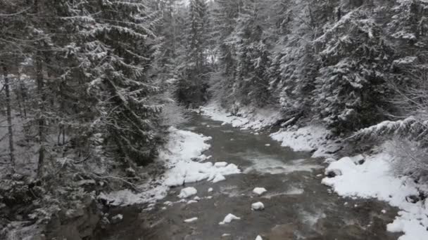 Snelle stroom tussen hoge sparren onder vallende sneeuw in de Karpaten — Stockvideo