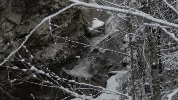 Glitzernder Schnee fällt im dunklen dichten Wald in den Karpaten — Stockvideo
