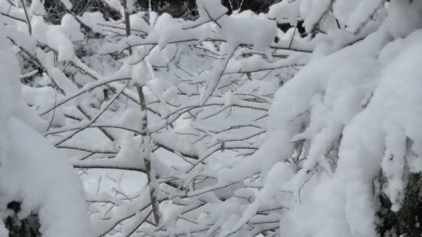 Ramitas entrelazadas que mantienen altas capas de nieve en las montañas Cárpatos en invierno — Vídeos de Stock