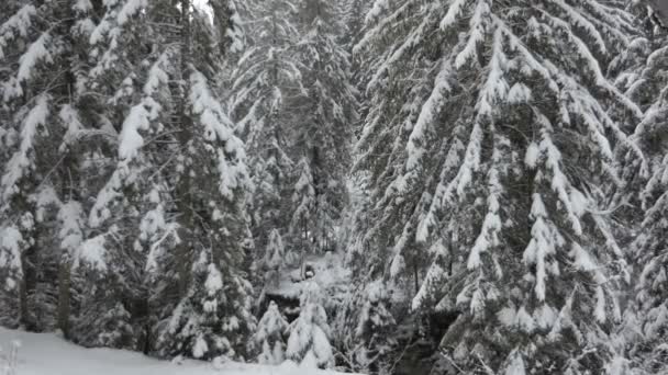 Lofty abetos cubiertos de nieve densa bajo los copos de nieve voladores en invierno — Vídeo de stock