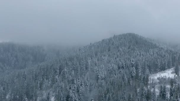 Carpathians yoğun ladin ahşap ve bir karga üzerinde Slo-Mo uçan ile kaplı — Stok video