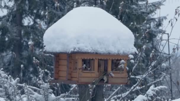 Pequeño comedero de aves en los Cárpatos en invierno en slo-mo — Vídeo de stock