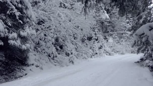 Country lane turning between spruce trees in the Carpathians in winter in slo-mo — Stock Video