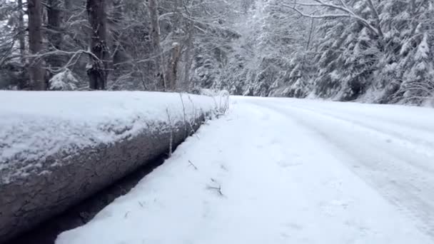 Lengthy trunk protecting the road from steep slopes in the Carpathians in slo-mo — Stock Video