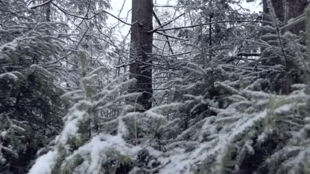 Dense spruce branches covered with snow in the Carpathians in slow motion — Stock Video