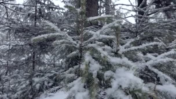 Vastag fenyő ágai tele csillogó hó a Kárpátok slo-Mo — Stock videók