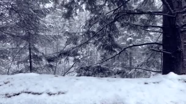 Wąski wąwóz widać z drogi kraj w Karpatach w zimie w slo-mo — Wideo stockowe