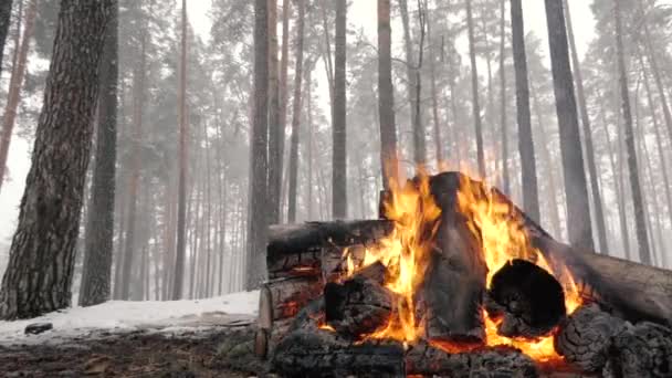 降雪过程中冬季森林中慢动作的壁炉. — 图库视频影像