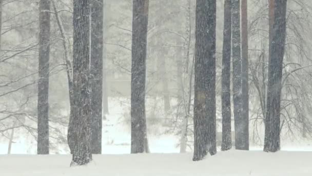 Rallentatore nella foresta invernale durante bellissime nevicate . — Video Stock