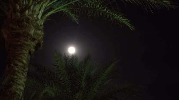 Green palm tree in the rays of the moon. — Stock Video