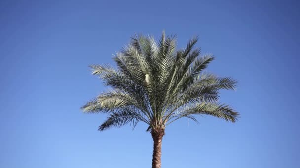 Rüzgarda yalnız palmiye ağacı sarıyor. — Stok video