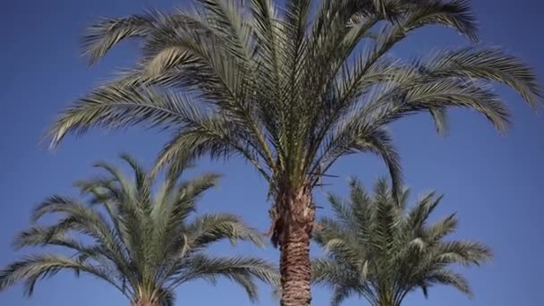 Rüzgarda üç palmiye ağaçları sarıyor. — Stok video
