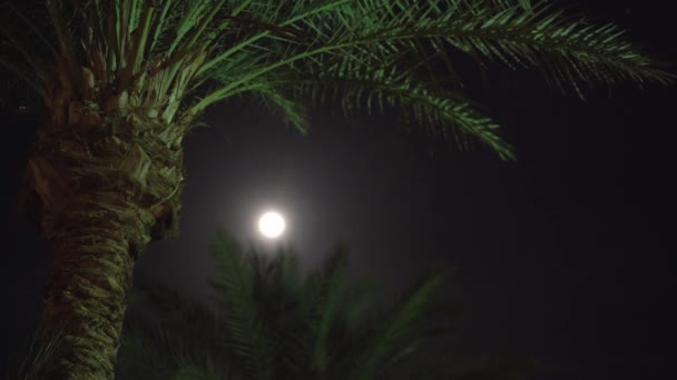 Palm boom op het licht van de lamp. — Stockvideo