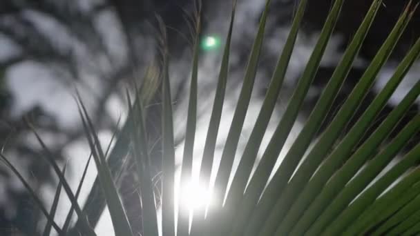 Slow motion-Palm i solljus. — Stockvideo