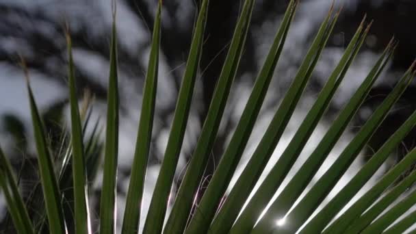 Медленное движение - пальма в солнечном свете . — стоковое видео