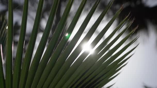 Медленное движение - пальма в солнечном свете . — стоковое видео