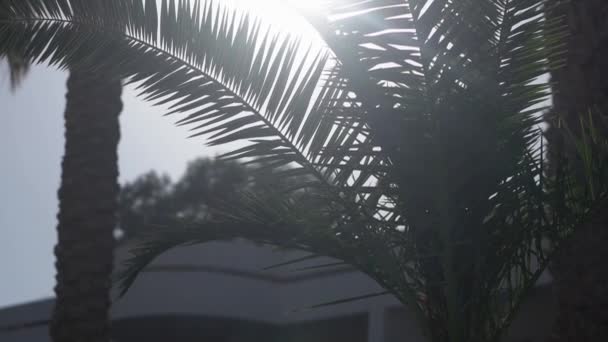 Güneş ışığında palmiye ağacı yavaş hareket eylem. — Stok video