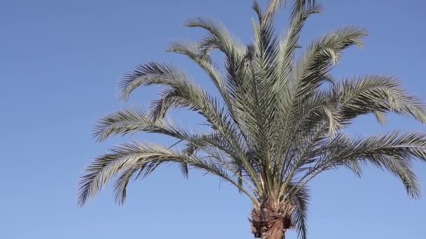 Mavi gökyüzü backdound tek başına palmiye üç. — Stok video