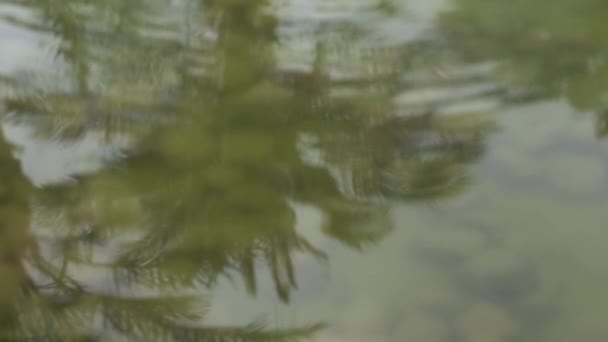 Reflejo de la palmera en la superficie del agua en cámara lenta . — Vídeo de stock