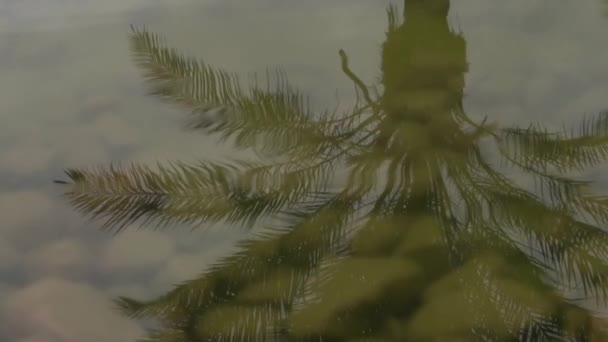 Reflectie van de palmboom in de oppervlakte van het water in slow motion. — Stockvideo