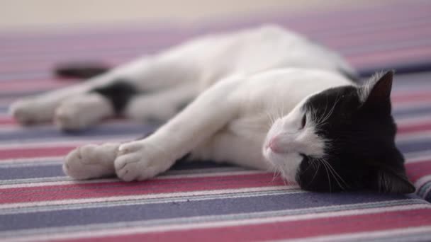 Il gatto bianco e nero giace sul fianco e riposa . — Video Stock