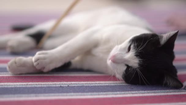 Il gatto bianco e nero giace sul fianco e riposa . — Video Stock