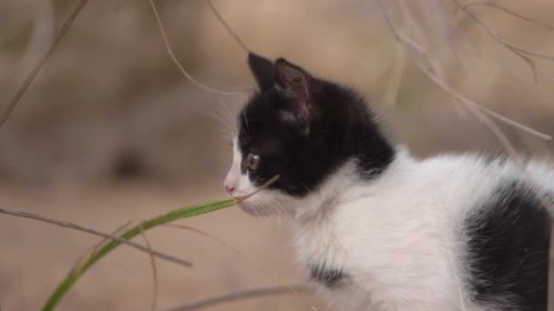 Kleine en schattige kleine zwarte en witte kat plaatsing in de grond. — Stockvideo