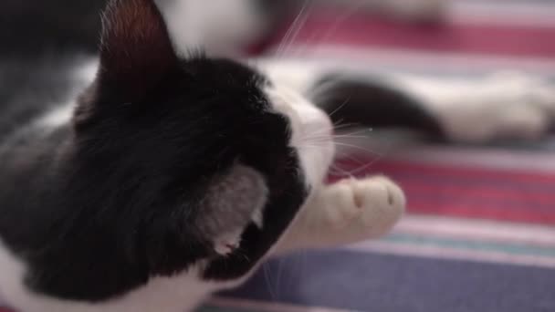 Il gatto bianco e nero giace sul fianco e si pulisce al rallentatore . — Video Stock