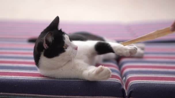 Чорно-білий кіт грає з сухою травою в повільному русі . — стокове відео