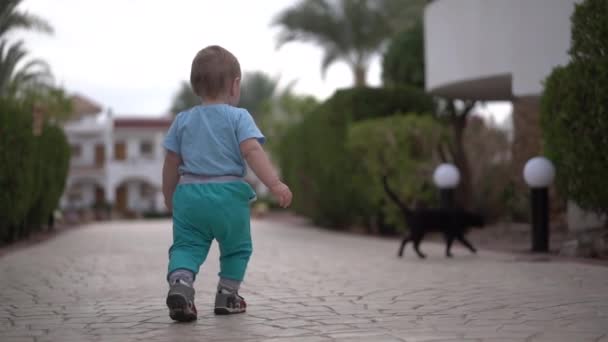 Pequeño bebé en cámara lenta caminar a gato negro y gato correr desde bebé . — Vídeo de stock