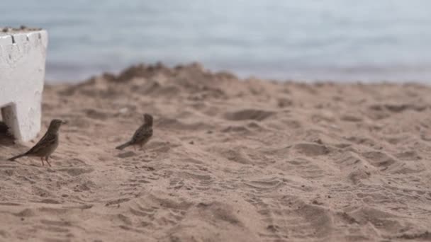 Kleine mussen vliegt op het strand in de buurt van de zee in slow motion. — Stockvideo