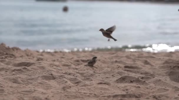 Kleine Spatzen fliegen in Zeitlupe am Strand am Meer. — Stockvideo