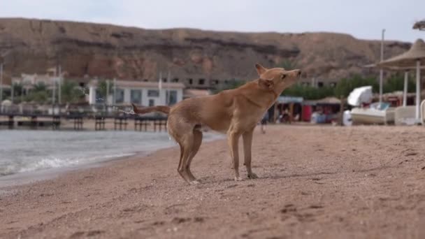 赤い犬はスローモーションで乾燥になるために彼の体を振る. — ストック動画