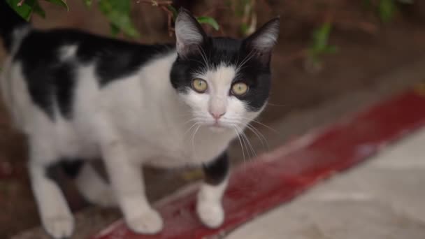 Чорно-біла кішка дивиться в камеру в повільному мотіно . — стокове відео
