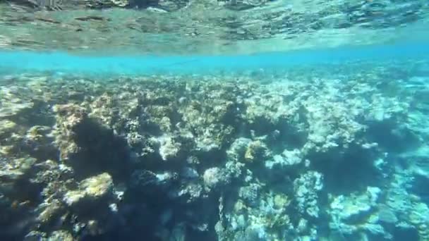 Vista subacquea della barriera corallina al rallentatore, Mar Rosso, Gypt — Video Stock