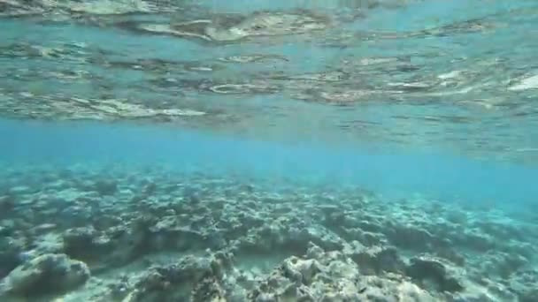 Wunderschöne Unterwasserwelt, Korallenriff im roten Meer, Zeitlupe — Stockvideo