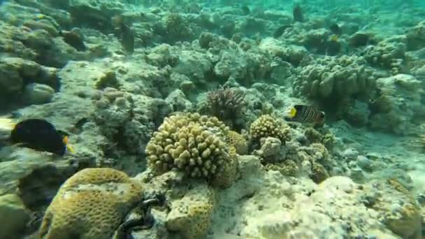 Belo recife de coral com lotes de peixes vivos coloridos, câmera lenta — Vídeo de Stock