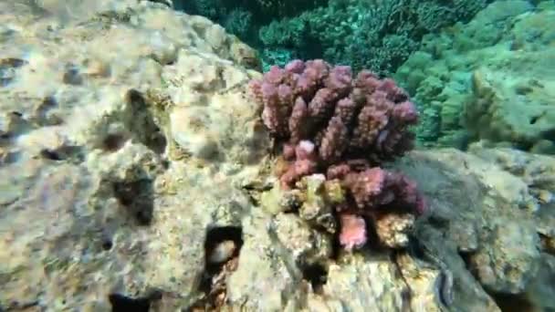 Recife de coral roxo perto no Mar Vermelho em câmera lenta — Vídeo de Stock