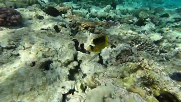 Hermoso pez amarillo cerca del arrecife de coral en el Mar Rojo, cámara lenta — Vídeo de stock