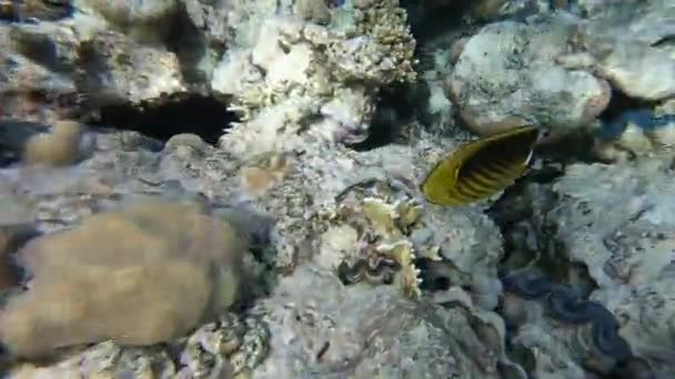 Peixes amarelos listrados nadam em um cânion de recife de coral em câmera lenta — Vídeo de Stock