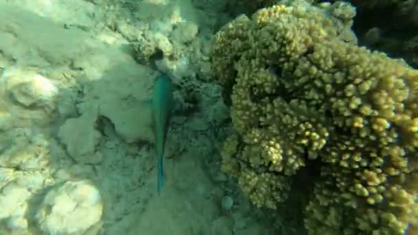 Pesce colorato vicino alla barriera corallina nel Mar Rosso, rallentatore — Video Stock