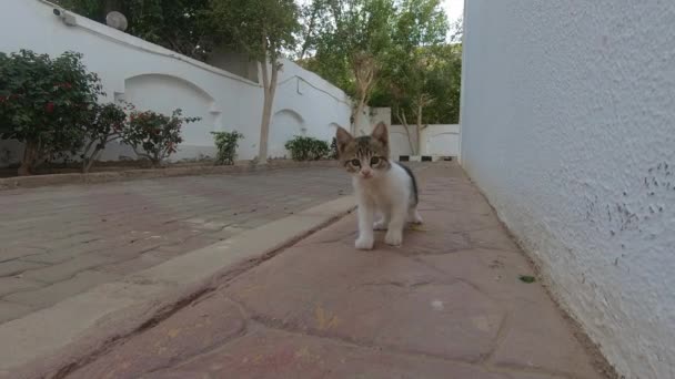 Kedi yavrusu yavaş hareket beyaz binanın yakınında yürüyor — Stok video