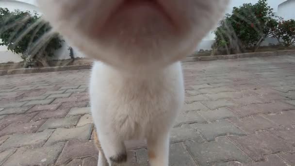 Weiße Katze interessiert sich für die Kamera, Mädchen mit kleinem Kind hinter der Katze — Stockvideo